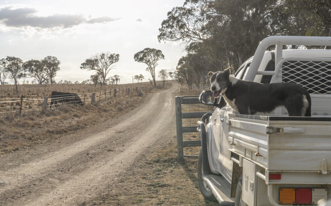 Forced Livestock Sales: Key EOFY Considerations