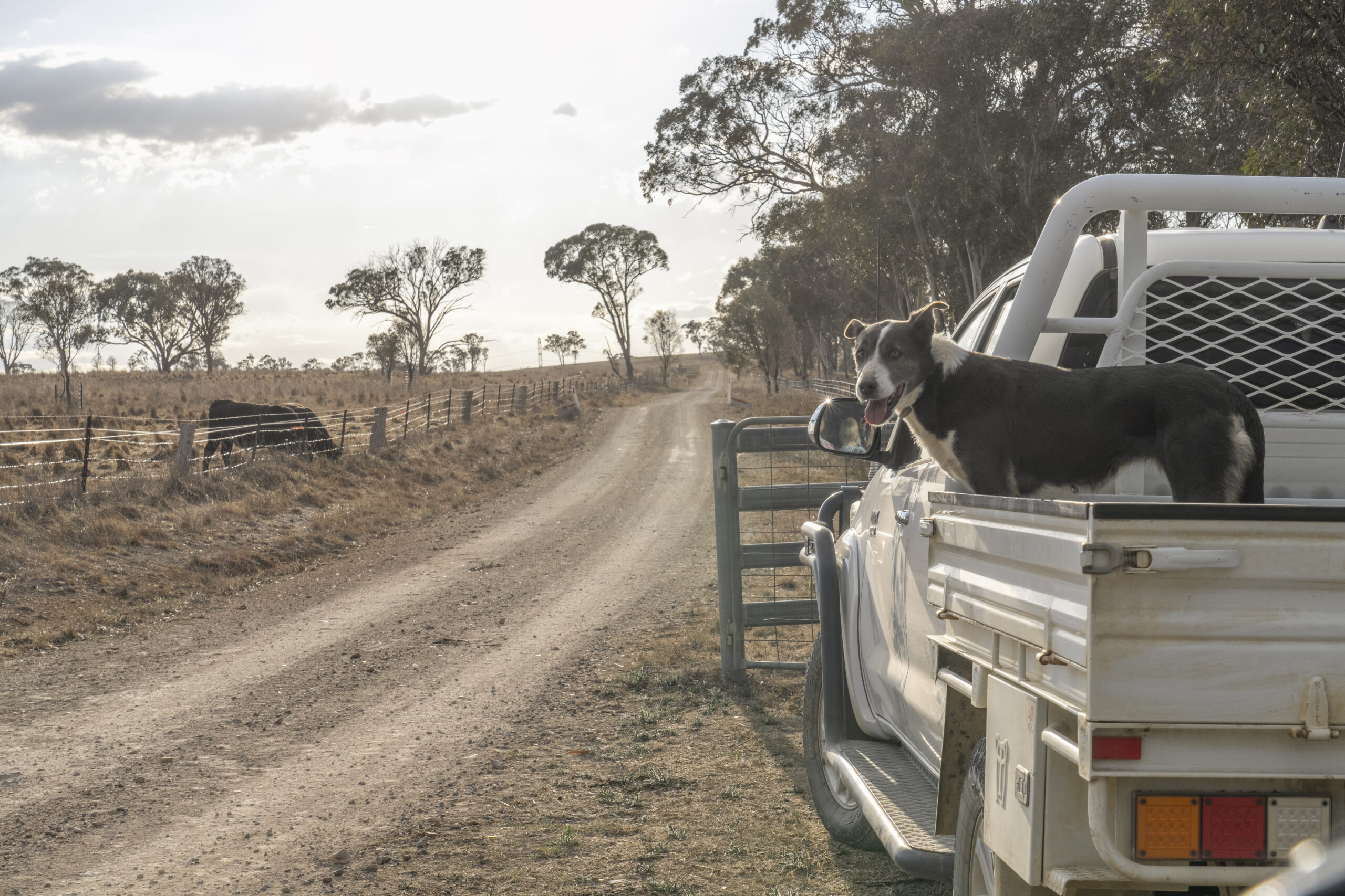 Forced Livestock Sales: Key EOFY Considerations